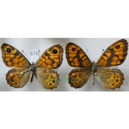 Lasiommata megera (Linnaeus, 1767) pair Osadnik megera ex. ovo Slovakia87k